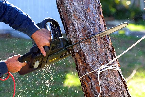 Best Weed Control  in Alexandria, VA